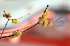 神社の蝋梅（ロウバイ）が咲いた１