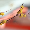 神社の蝋梅（ロウバイ）が咲いた１