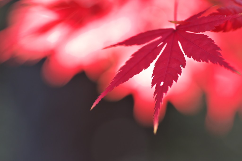 住吉神社の紅葉（モミジ）３