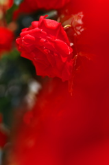 情熱の赤いバラ２