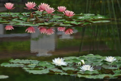 水生植物園みずの森の睡蓮（スイレン）
