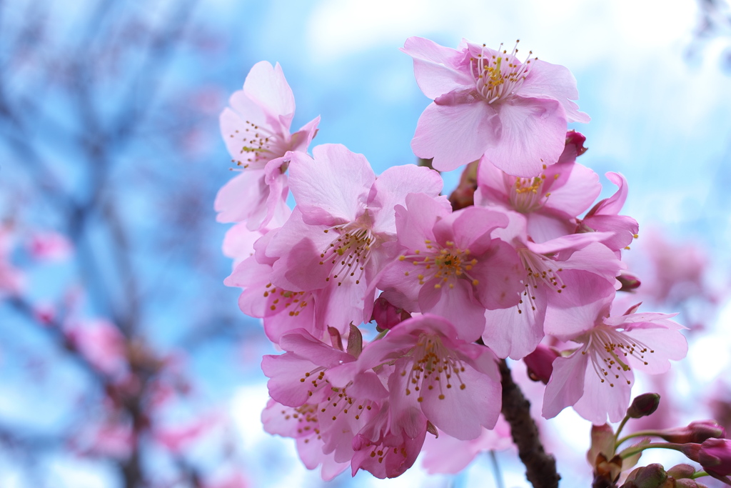 駅前の河津桜（カワヅザクラ）１