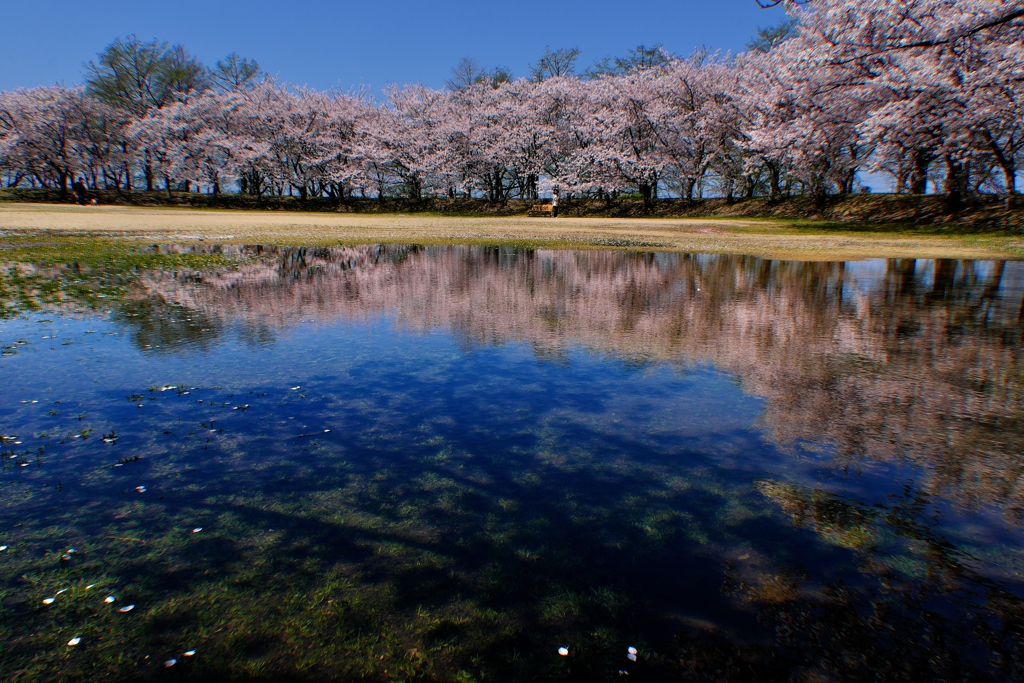 天満大池公園桜並木の水鏡２