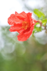 街角の柘榴（ザクロ）の花