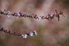 雪柳（ユキヤナギ）が咲いた２