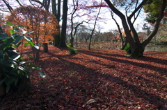 師走の紅葉２（京都府立植物園）