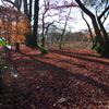師走の紅葉２（京都府立植物園）