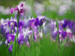 播州山崎花菖蒲園２