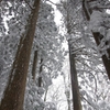 金剛山の雪景色２