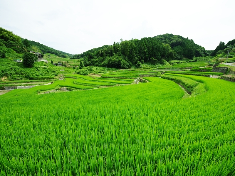 乙大木谷（おつおうぎだに）の棚田