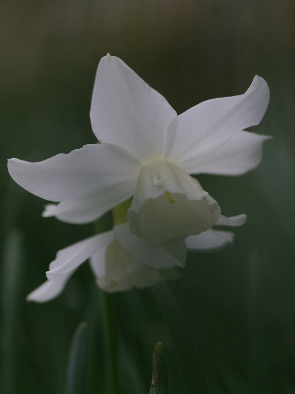 白い水仙（スイセン）