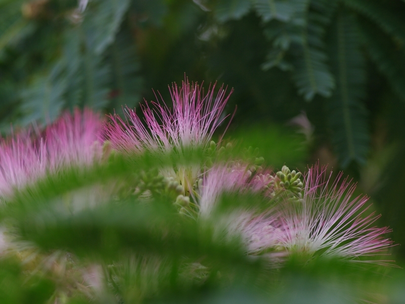 合歓木（ネムノキ）２