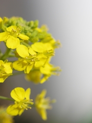菜の花（ナノハナ）