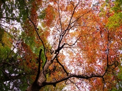 紅葉三昧３（瑞宝寺公園）