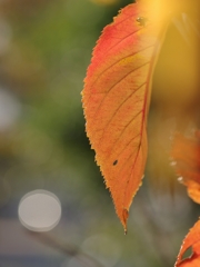 紅葉桜（サクラ）一葉３