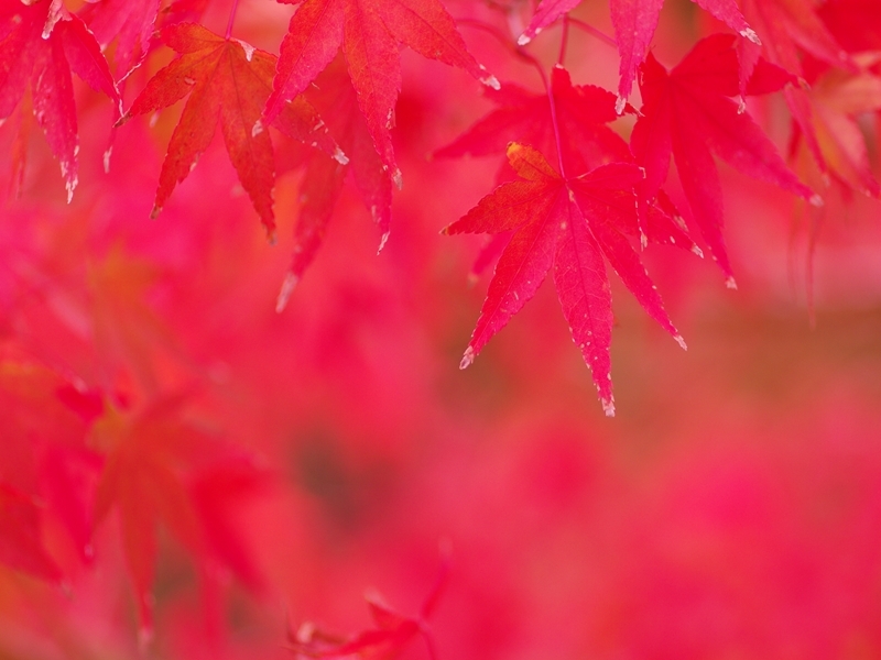 紅葉（もみじ）の紅葉（こうよう）３