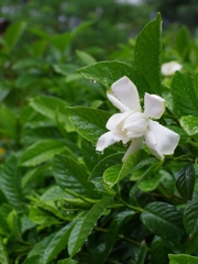 梔（クチナシ）２