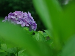 紫陽花（アジサイ）１４