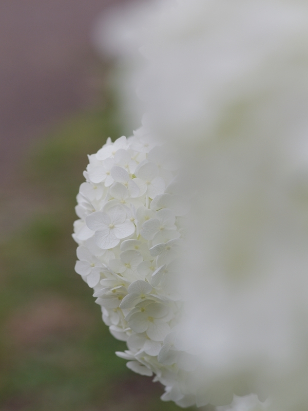 紫陽花（アジサイ）１０