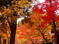 円通寺の紅葉１
