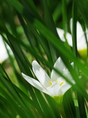 夏の白い花