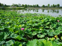 平池（ひらいけ）公園