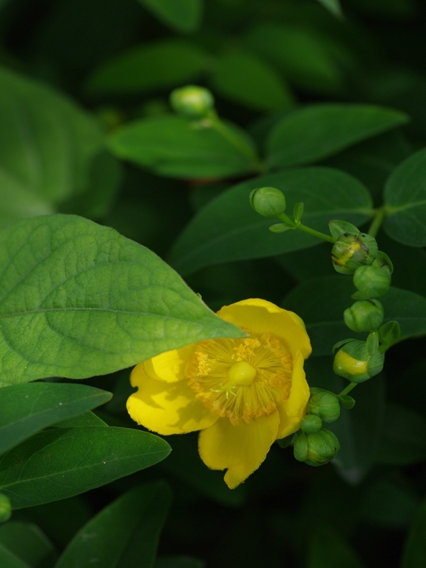 金糸梅（キンシバイ）１