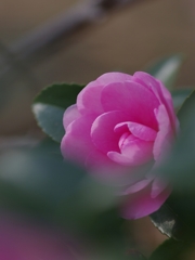 ピンク色の椿（ツバキ）