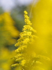 背高泡立草（セイタカアワダチソウ）