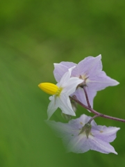 悪茄子（ワルナスビ）６