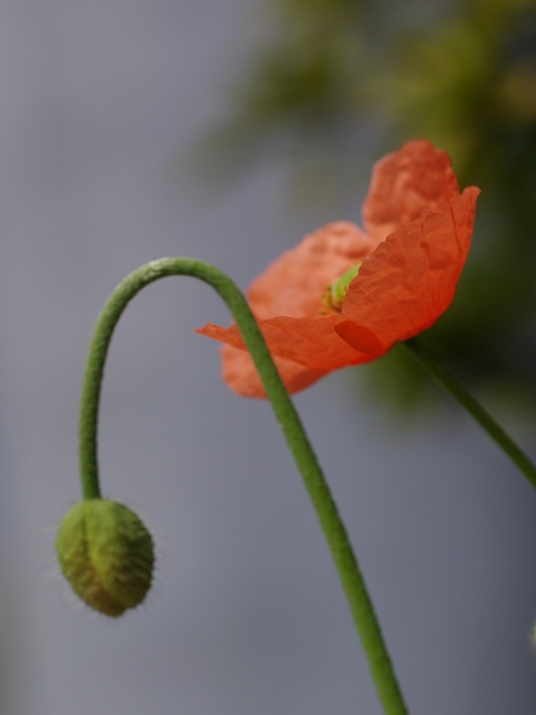 長実雛芥子（ナガミヒナゲシ）１