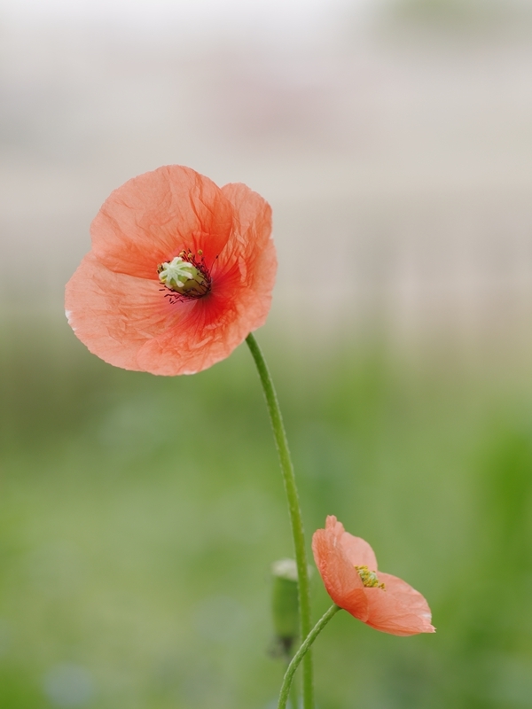 長実雛芥子背景色々３