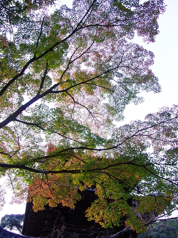 紅葉三昧５（法華山一乗寺）