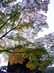 紅葉三昧５（法華山一乗寺）