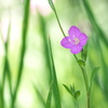 赤花夕化粧（アカバナユウゲショウ）２