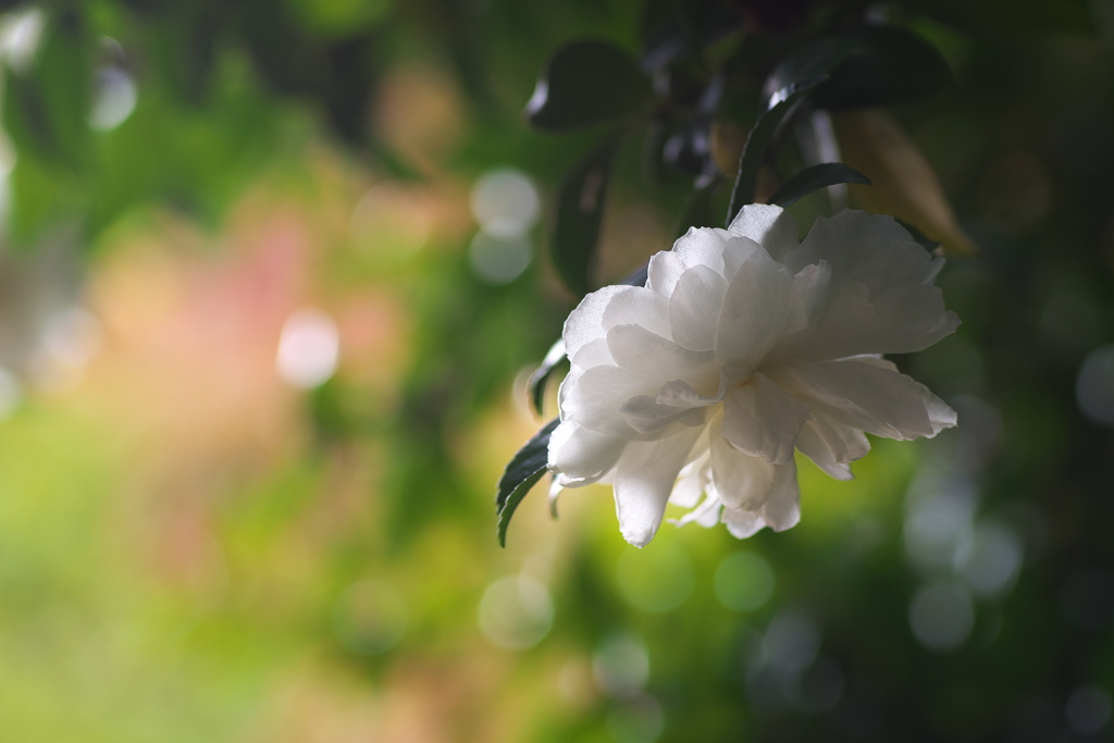 山茶花（サザンカ）が咲いた（白花）