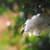 山茶花（サザンカ）が咲いた（白花）