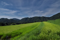 嵯峨越畑の棚田