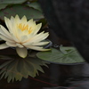 薬師院の睡蓮（すいれん）２