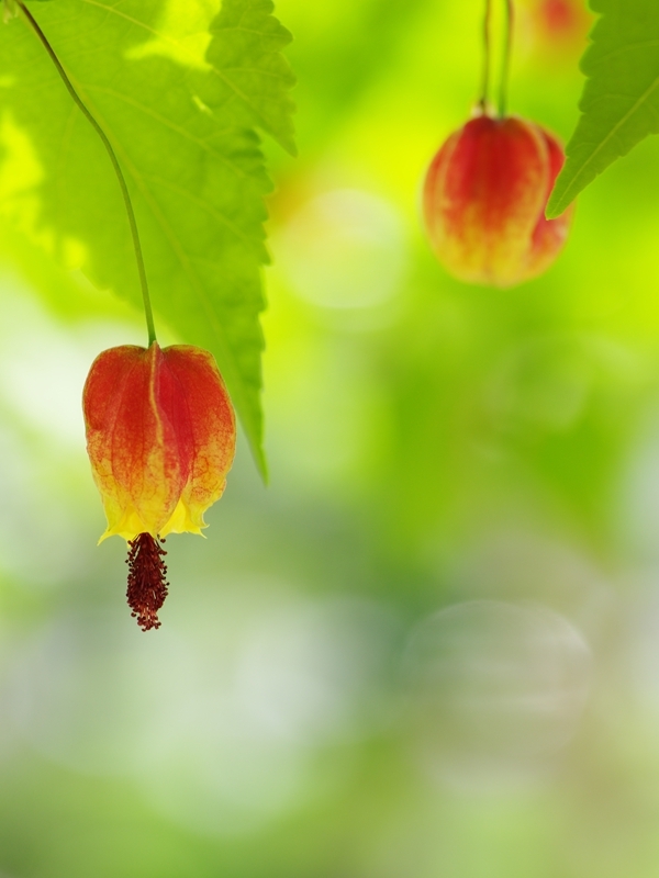 夏の花々２６（チロリアンランプ）