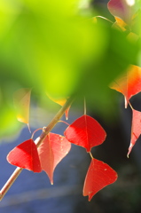 街で見つけた紅葉１（ナンキンハゼ）