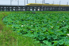 ドクターイエローとの遭遇５