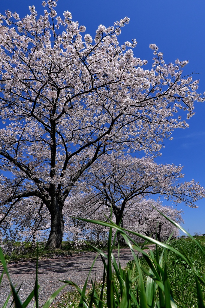 曇川緑道公園満開の桜２