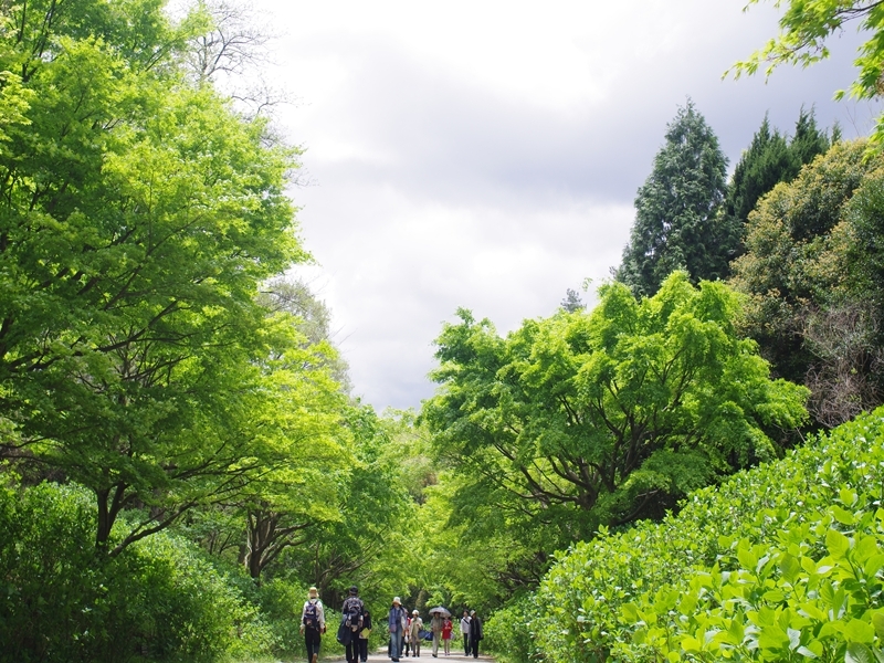 新緑の候６（神戸市立森林植物園）