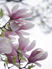 春来る１６（紫木蓮）