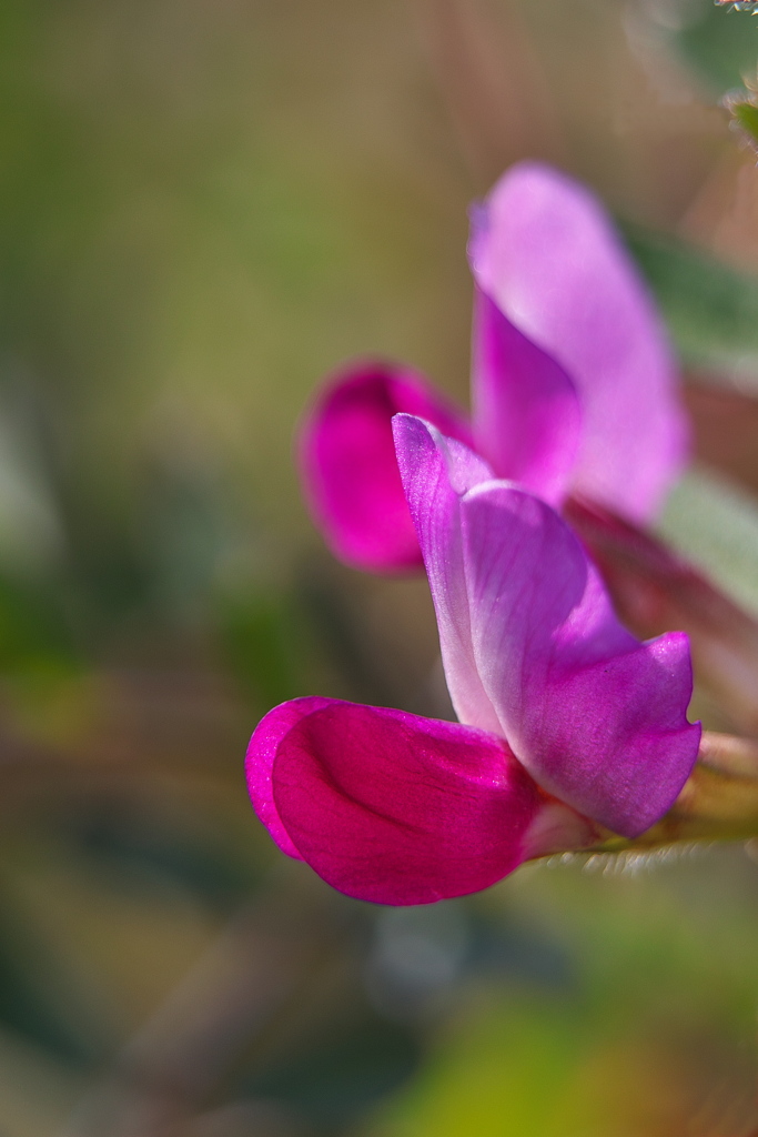 畦に咲く野草花（カラスノエンドウ）