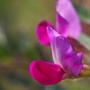 畦に咲く野草花（カラスノエンドウ）