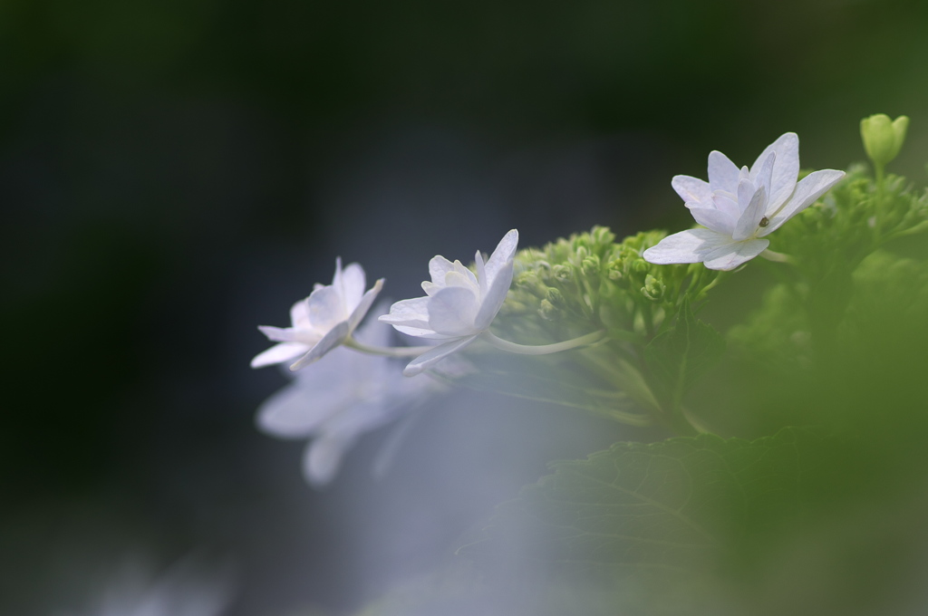 紫陽花が見頃に３