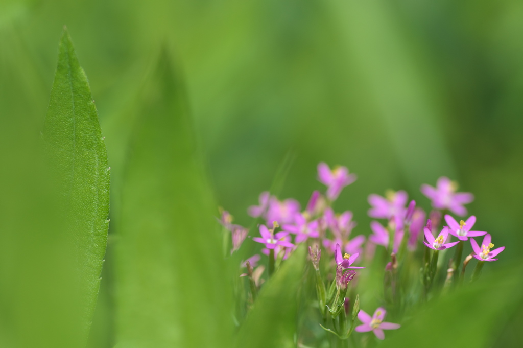 ため池土手に咲く野草花１（ハナハマセンブリ）