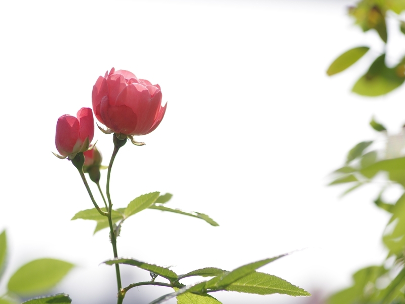 木瓜（ボケ）の花２